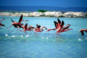 bonaire-flamingos